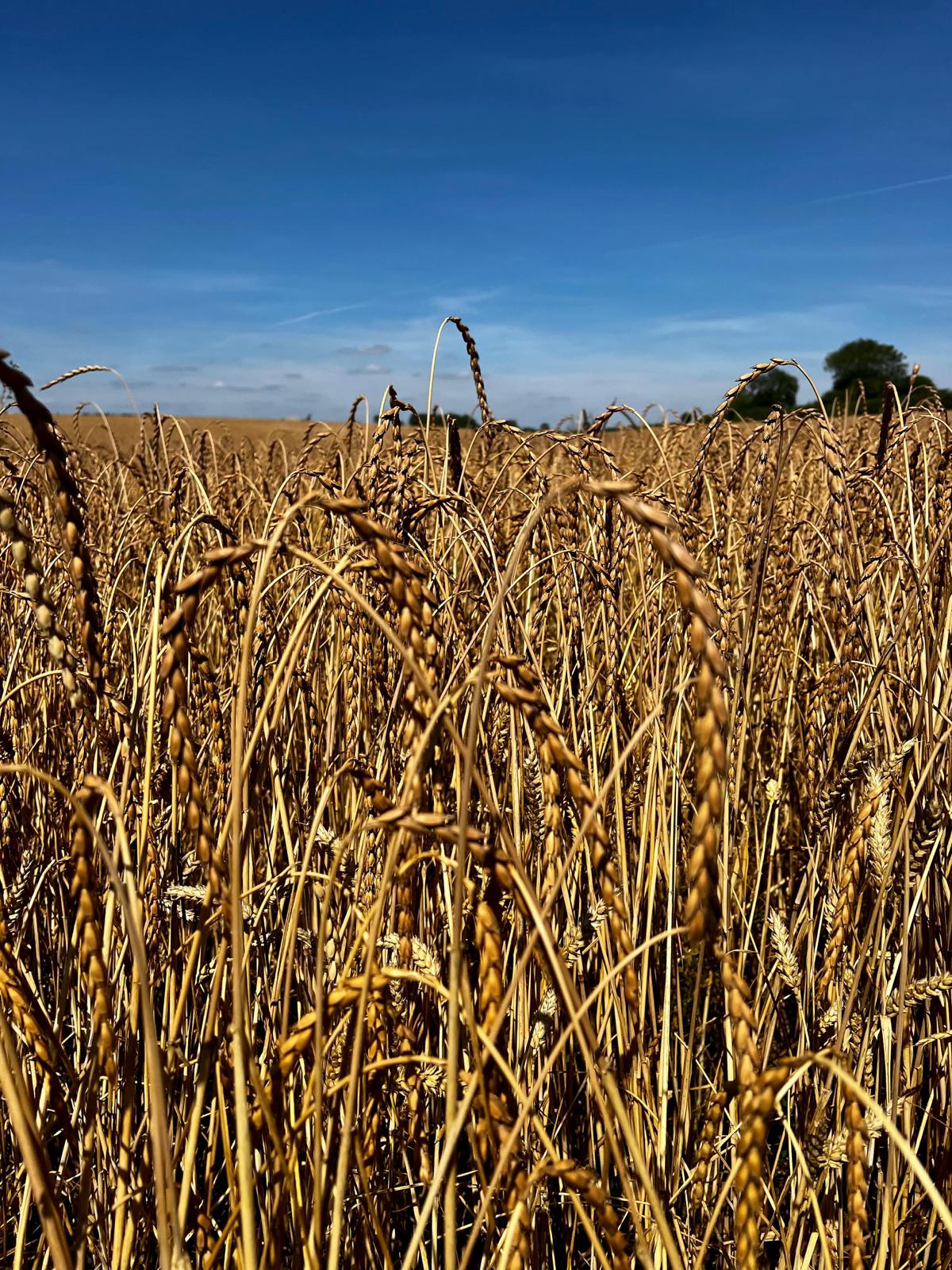 Our pasta is crafted using British grown Spelt