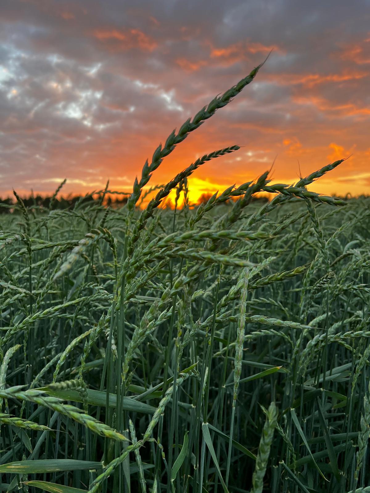 Our Spelt is grown in Britain using regenerative farming methods