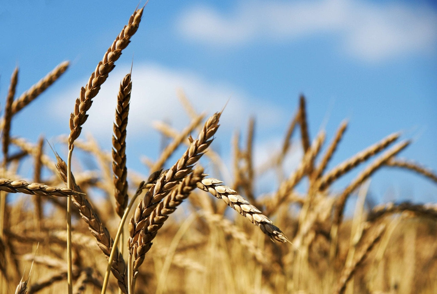 In Love With Spelt