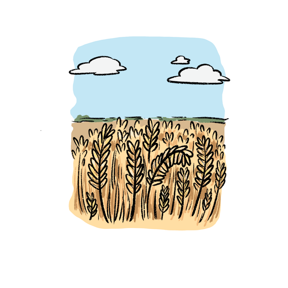 Field to Fork Northern Pasta Co.