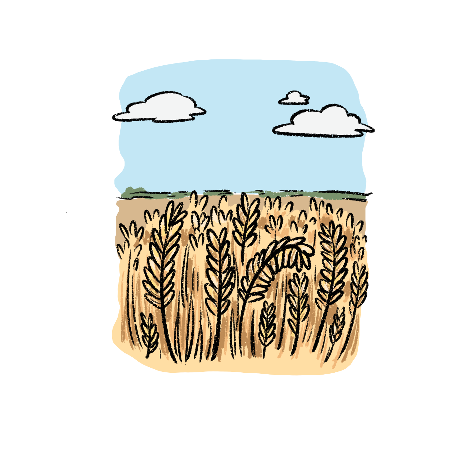 Regenerative farming allows the British Spelt to thrive